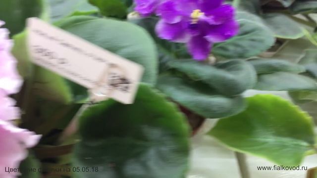 Фиалки, продающиеся 05.05.18 в магазине "Фиалковод" у м. "Алексеевская" смотреть онлайн