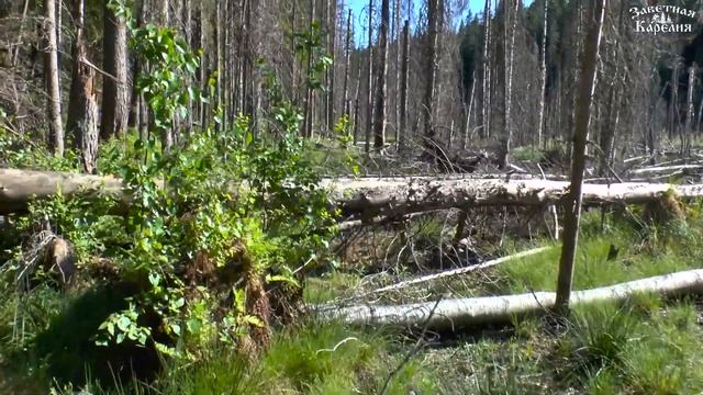 Альтернативный поход на озеро Хауккалампи (Соколиное). Заветная Карелия смотреть онлайн