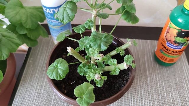 Как разбудить спящие почки у пеларгонии? Результат обрезки смотреть онлайн