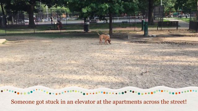 Dog Park Visit- May 2nd смотреть онлайн