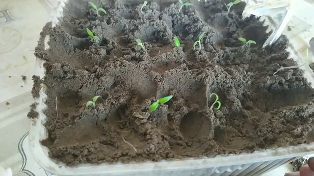 Пикирую томаты и петунию.