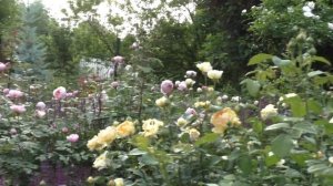 Розы Д.Остина. сочетание по цвету.