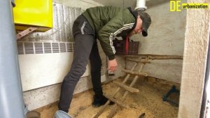 Чёрная брама. Перезимовали. Black brahma.