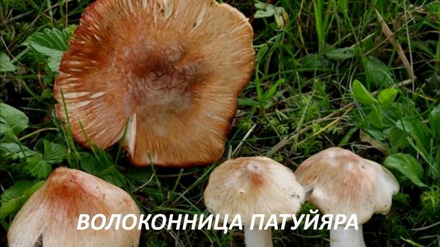Съедобные и несъедобные грибы для детей смотреть онлайн