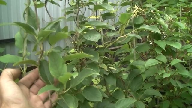 Выращивание актинидии в контейнере. смотреть онлайн