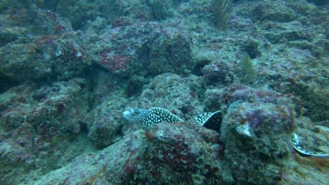 Diving, Boa Vista, Cabo Verde, Africa, Scuba Caribe, June 2014 смотреть онлайн