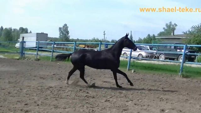 Hussa Shael (Sayvan - Heva Shael), akhalteke horse, sale. ахалтекинская лошадь, продажа. смотреть онлайн
