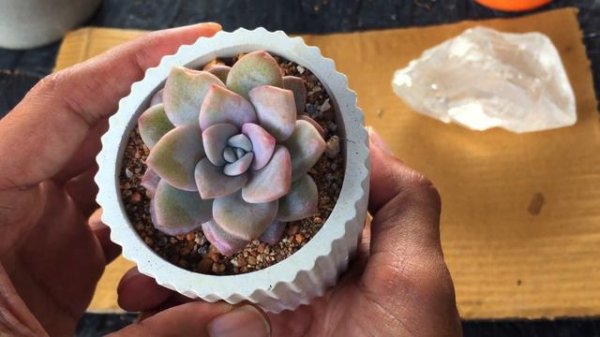 INTRODUCING ANOTHER RARE BEAUTY ECHEVERIA CREAM TEA | SUCCULENT CARE TIPS