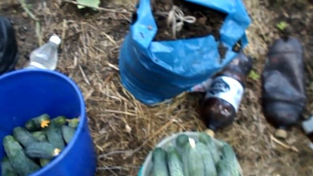 ДАЧА 15 08 2022г ХРОНИКА смотреть онлайн