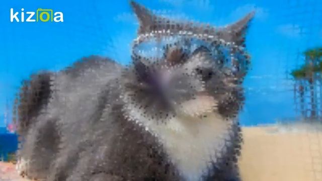 Слайд-шоу: 3 ЧАСТЬ КОТЕЙКИ))) {КРУТЫЕ КОТЫ} смотреть онлайн