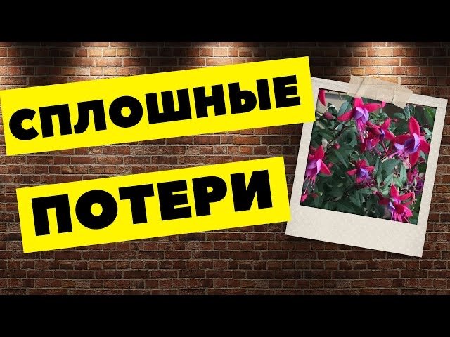 Как я теряю свои мелкашки..