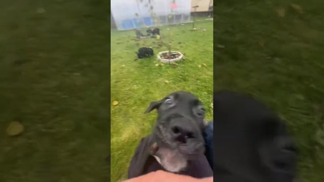 Нападение кане корсо на человека смотреть онлайн