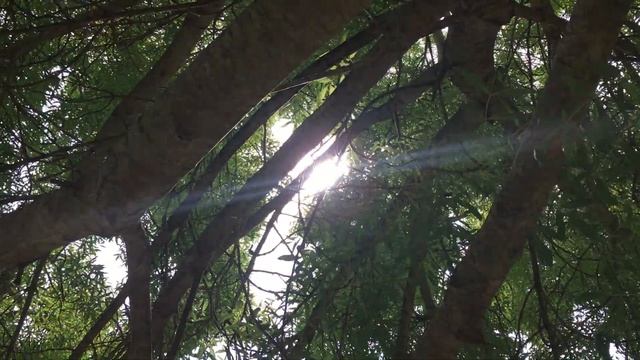Narrow Leaved Ash (Fraxinus angustifolia) - canopy in the sun- June 2018 смотреть онлайн
