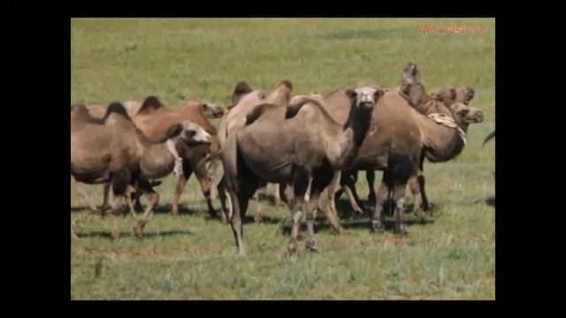 песни юности