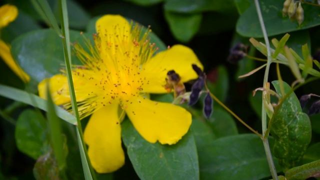 Little Life #2 - Nikon D3300 60fps смотреть онлайн