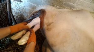 Отел коровы 2019// От начала до конца