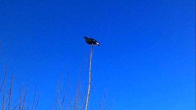 ? ОХОТА НА ТЕТЕРЕВА С ЧУЧЕЛАМИ смотреть онлайн