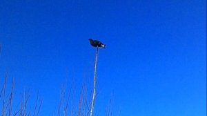 ? ОХОТА НА ТЕТЕРЕВА С ЧУЧЕЛАМИ