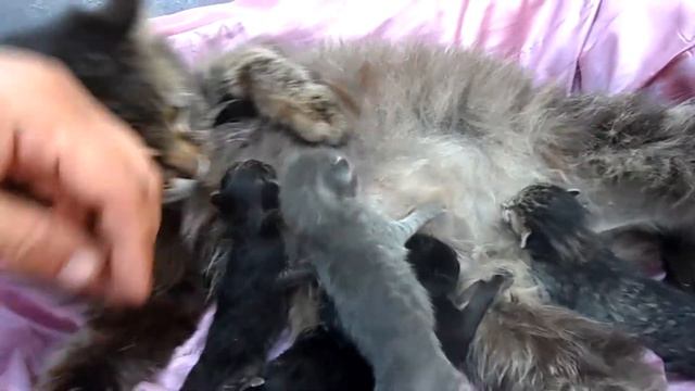 Наша Маруся родила пятерых котят. смотреть онлайн
