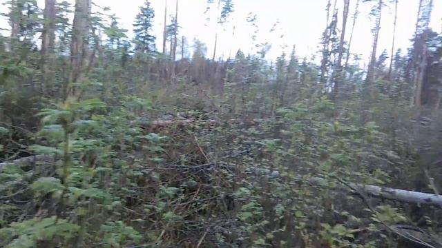 Закон о валежнике. Пилить лес можно? смотреть онлайн