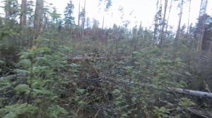 Закон о валежнике. Пилить лес можно?