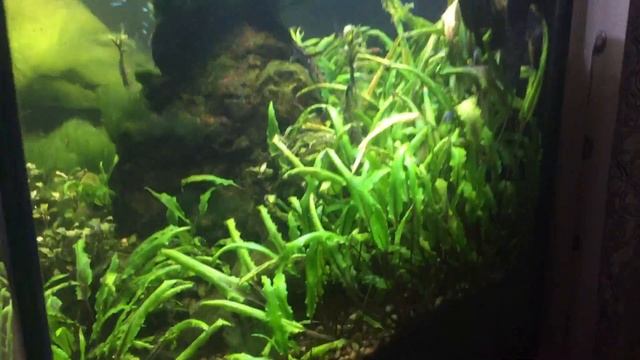 Криптокорина Вендта Зеленая Cryptocoryne Wendtii Var Green