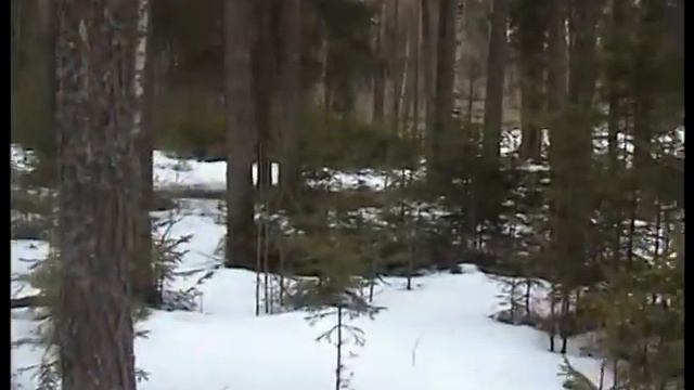 В лесу празднуем Весну! 8 Марта. смотреть онлайн