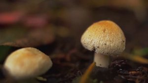 К чему снятся грибы во сне женщине самые популярные толкования сна, сонник