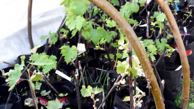 Закалка вегатирующих саженцев винограда и первая обработка от болезней и вредителей..