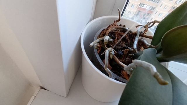 Полив орхидей✅💦 Watering orchid смотреть онлайн