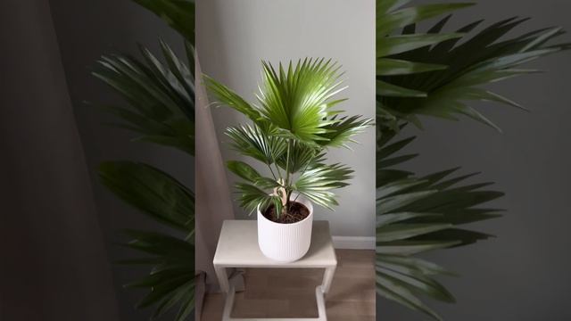 Пальма Ливистона. Заказать в СПб instagram @janaplants7466 смотреть онлайн