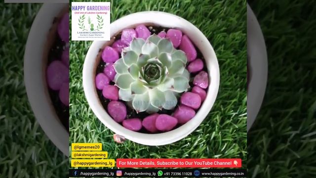 Laxmi Kamal (Sempervivum calcareum) in Round Ceramic Pot with Tray #shorts #succulents #sempervivum смотреть онлайн