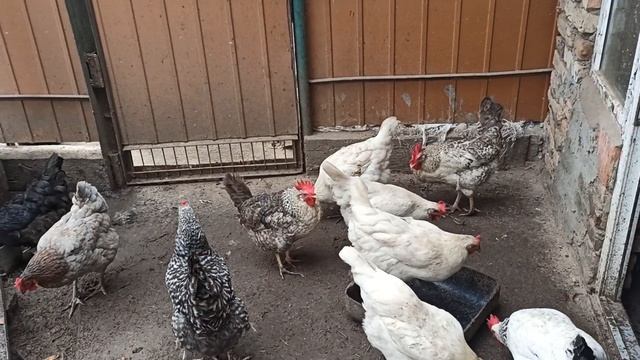 КУРЫ, УТКИ, ВЫГОДНО ЛИ ПОДСОБНОЕ ХОЗЯЙСТВО? смотреть онлайн