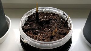 Зефирантес выскочка. Зимовка и высадка весной.