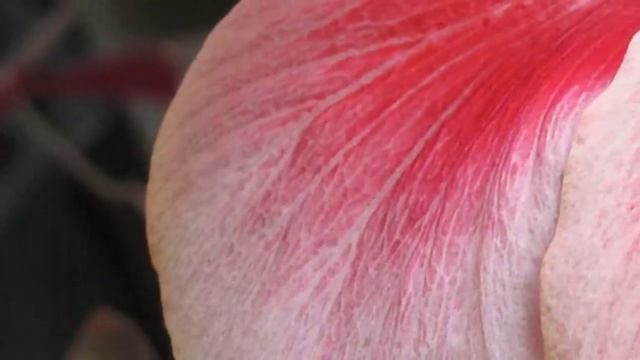 Зачем человеку Гибискус? Польза и вред Гибискуса!