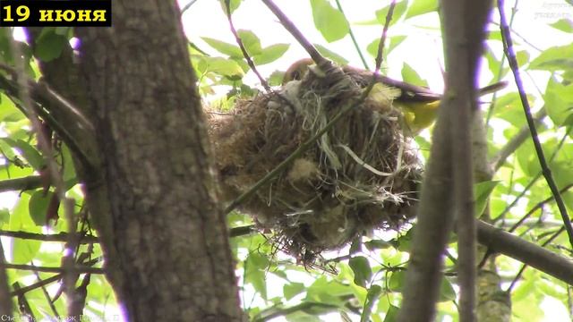Иволга в гнезде. Птенцов не дождались || oriole in the nest смотреть онлайн