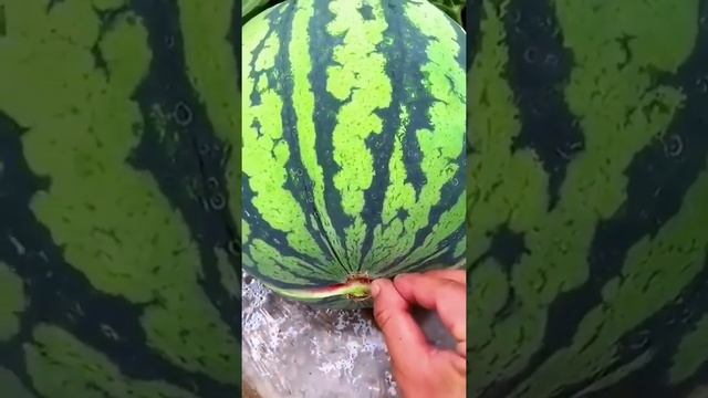 Супер сочный арбуз смотреть онлайн