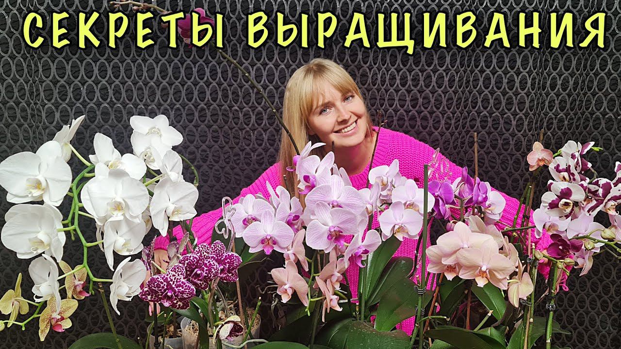 Орхидеи ЗАВАЛЯТ ЦВЕТАМИ! Просто ДЕЛАЙТЕ ТАК! Секреты ухода, о которых Вам НИКТО БОЛЬШЕ НЕ РАССКАЖЕТ смотреть онлайн