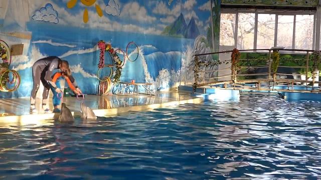 Плавание с дельфином смотреть онлайн