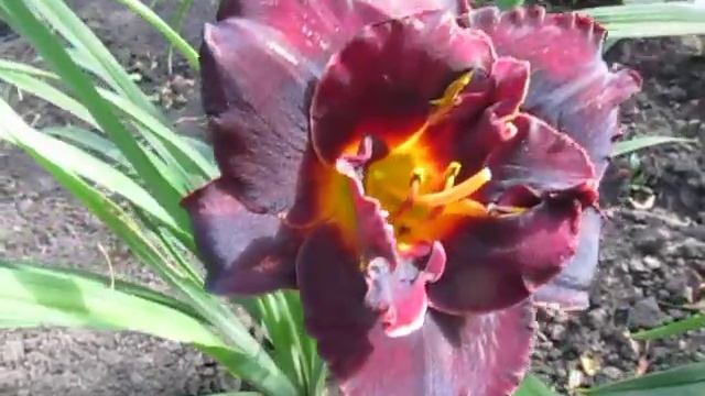 Вуду Дансер смотреть онлайн