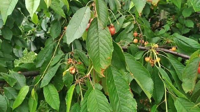 Черешня Валерія в 2023 році. смотреть онлайн