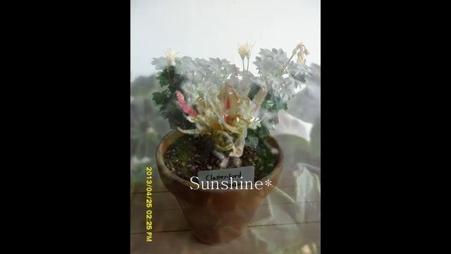 Pelargonium Clatterford 1