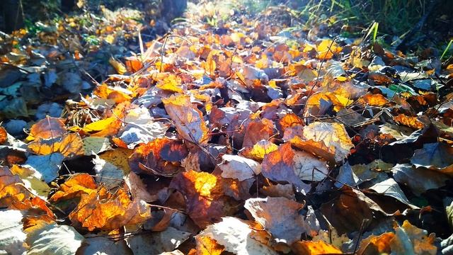 Б Ахмадулина Первый день осени #стихиобосени #философскаялирика #поэты20века смотреть онлайн