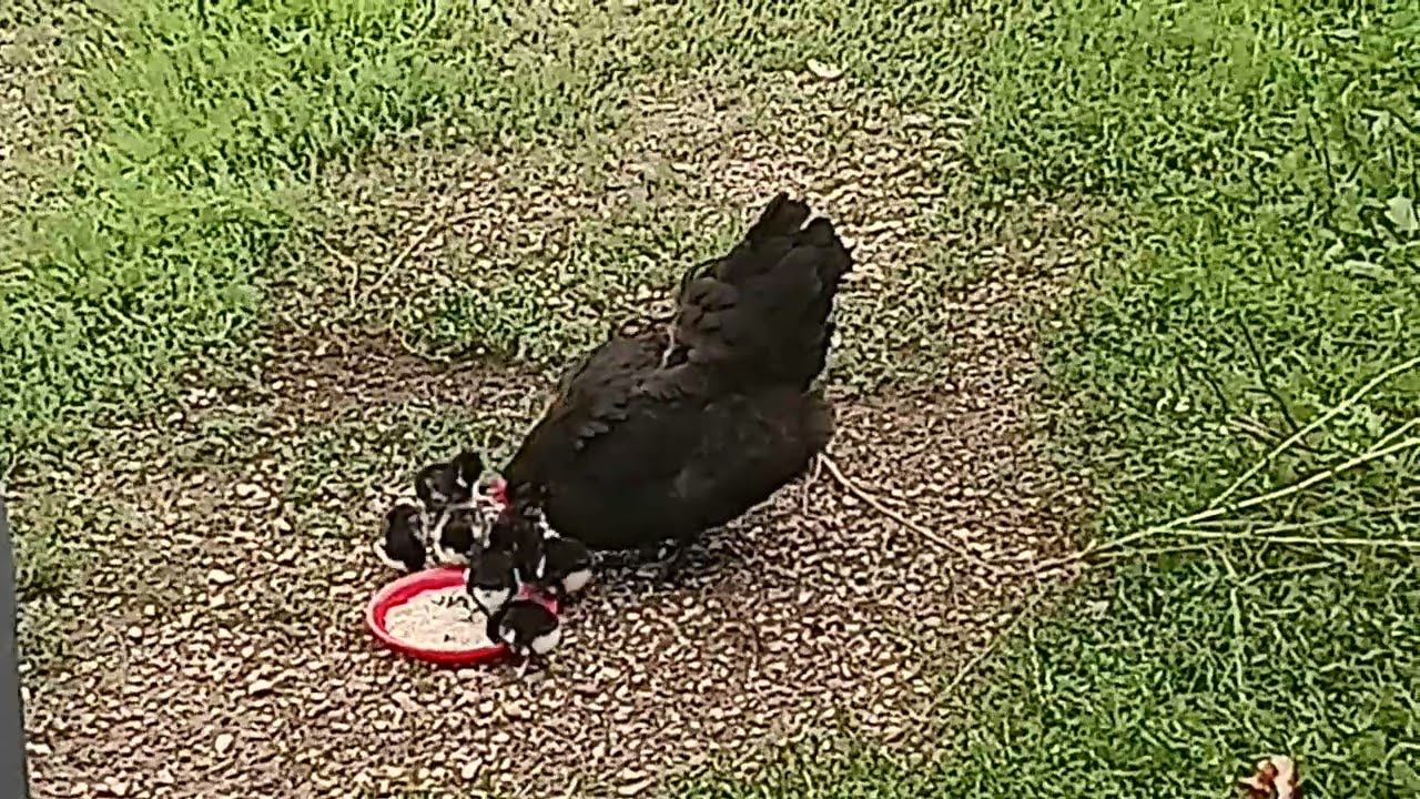 Сюрприз от курочки))) Что дальше???