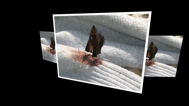 Все бабочки пьют кровь смотреть онлайн