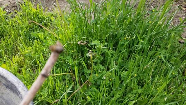 Спасаем пчелу и муравья))) смотреть онлайн