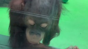 Орангутанги в Московском зоопарке, страшный подъезд