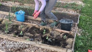 Природное земледелие на грядке