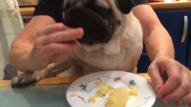 Мопс кушает картошку смотреть онлайн