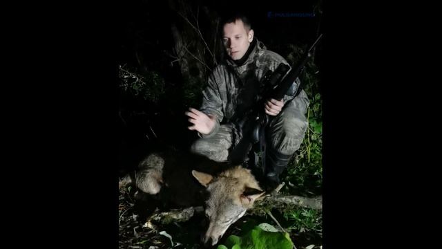 Волк подпустил ОХОТНИКА к себе! Охота на ВОЛКА смотреть онлайн